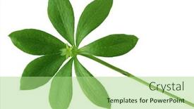  Presentation with sweet - PPT theme having sweet-woodruff-leaf-isolated background and a mint green colored foreground