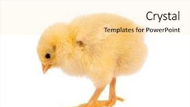  Presentation with chick - PPT theme having sweet yellow easter chick background and a blonde colored foreground