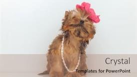  Presentation with pink pearls - Presentation design consisting of sweet-yorkshire-terrier-dog-posing background and a coral colored foreground