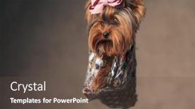  Presentation with sweet - PPT layouts enhanced with sweet-yorkshire-terrier-dog background and a tawny brown colored foreground
