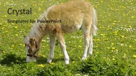  Presentation with horse - Amazing presentation theme having sweet young horse is eating grass backdrop and a yellow colored foreground