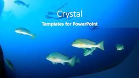  Presentation with divers - Cool new presentation design with sweetlips-fish-and-scuba-divers backdrop and a light gray colored foreground