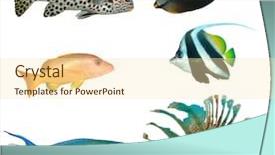  Presentation with tropical reef fish - Audience pleasing PPT layouts consisting of sweetlips unicornfish snapper bannerfish parrotfish backdrop and a cream colored foreground
