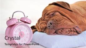  Presentation with sleeping - PPT layouts consisting of sweetly near an alarm-clock background and a soft green colored foreground