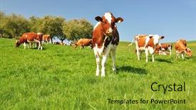  Presentation with region - Amazing presentation design having swelling - cows in emmental region switzerland backdrop and a gold colored foreground