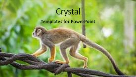  Presentation with monkey - Theme consisting of swift - squirrel monkey in natural habitat background and a yellow colored foreground