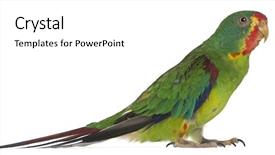  Presentation with black and white old phone - Cool new presentation with swift parrot lathamus discolor 2 backdrop and a white colored foreground