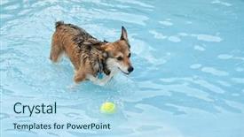  Presentation with public - Slide deck enhanced with swim tennis - corgi at a public pool background and a light blue colored foreground