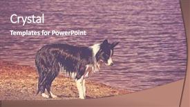  Presentation with border collie 4 years - Audience pleasing slide set consisting of swim tennis - cute border collie playing backdrop and a coral colored foreground