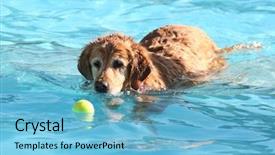  Presentation with public - PPT layouts enhanced with swim tennis - cute dog at a local background and a light blue colored foreground