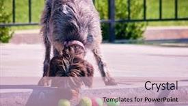  Presentation with public - Beautiful presentation featuring swim tennis - cute dog at a local backdrop and a  colored foreground