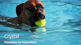  Presentation with fun - PPT theme enhanced with swim tennis - cute dog having fun background and a teal colored foreground
