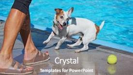  Presentation with swimming pool - Slide deck enhanced with swim tennis - cute dog swimming background and a  colored foreground