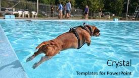  Presentation with swim - Colorful PPT layouts enhanced with swim tennis - dog at a pool backdrop and a  colored foreground