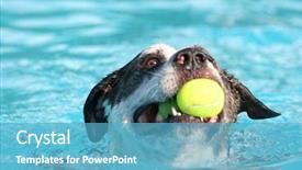  Presentation with swimming pool - Beautiful presentation theme featuring swim tennis - dog having fun backdrop and a  colored foreground