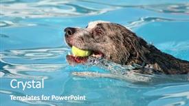  Presentation with dog poop scoop - PPT theme enhanced with swim tennis - dog having fun background and a light blue colored foreground
