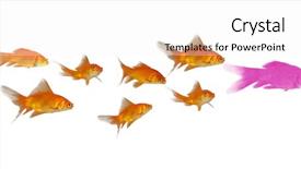  Presentation with goldfish - Presentation theme having swimm - 3d goldfish swimmming against white background and a  colored foreground