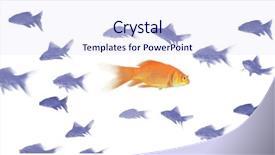  Presentation with white pigeon against the blue - Presentation theme featuring swimm - 3d goldfish swimmming against white background and a sky blue colored foreground