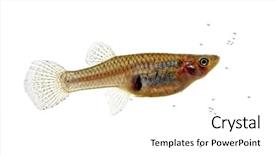  Presentation with palace of fine arts - Slide deck with swimm - fine close up image background and a  colored foreground