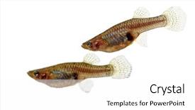  Presentation with microwave imaging image of modern - Colorful PPT theme enhanced with swimm - fine close up image backdrop and a  colored foreground