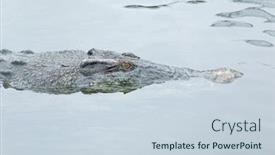  Presentation with crocodile - PPT theme enhanced with swimming-crocodile background and a sky blue colored foreground