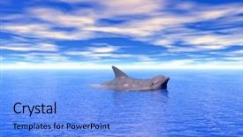  Presentation with dolphin - Presentation having swimming dolphin on blue sea background and a  colored foreground
