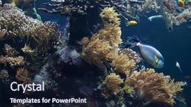  Presentation with coral reef - PPT theme having swimming in the coral reef background and a wine colored foreground