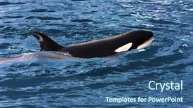  Presentation with killer whale - PPT theme having swimming killer whale orca orcinus background and a ocean colored foreground