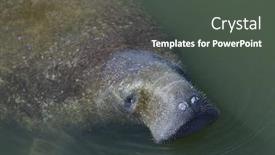  Presentation with swimming - Beautiful PPT layouts featuring swimming manatee near tampa florida backdrop and a dark gray colored foreground