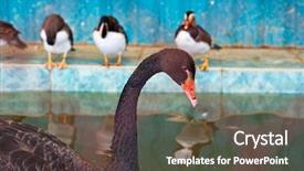  Presentation with swimming - Cool new PPT layouts with swimming on water black swan backdrop and a tawny brown colored foreground