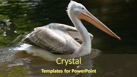  Presentation with swimming - PPT theme having swimming-pelican-in-the-water background and a tawny brown colored foreground