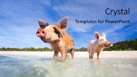  Presentation with bahamas - Colorful slide deck enhanced with swimming pigs of the bahamas backdrop and a light blue colored foreground