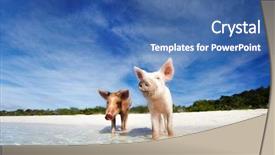  Presentation with bahamas - PPT theme with swimming pigs of the bahamas background and a ocean colored foreground