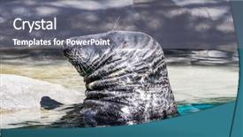  Presentation with water sun - Beautiful PPT theme featuring swimming seal resting backdrop and a gray colored foreground