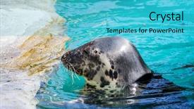  Presentation with water sun - Colorful presentation design enhanced with swimming seal resting backdrop and a cyan colored foreground