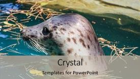  Presentation with water sun - Presentation design featuring swimming seal resting background and a mint green colored foreground