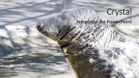  Presentation with water sun - Cool new PPT theme with swimming seal resting backdrop and a light gray colored foreground