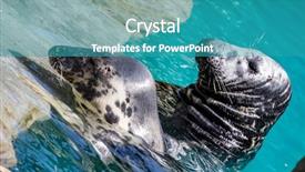  Presentation with water sun - Presentation consisting of swimming seal resting background and a teal colored foreground