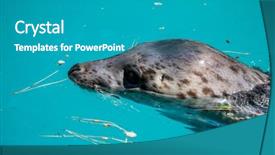  Presentation with water sun - PPT theme with swimming seal resting background and a teal colored foreground