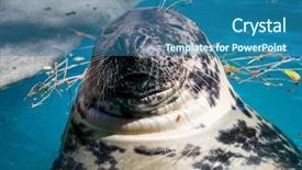  Presentation with water sun - Colorful slide set enhanced with swimming seal resting backdrop and a teal colored foreground