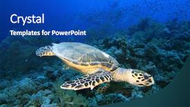  Presentation with turtle - Audience pleasing theme consisting of swims over gorgonian fan corals backdrop and a  colored foreground