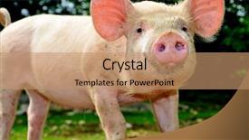  Presentation with pig - Amazing presentation theme having cute young pig living outdoor backdrop and a coral colored foreground