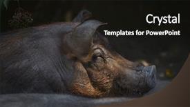  Presentation with pig - Presentation theme having duroc pig sus scrofa f background and a black colored foreground