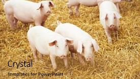  Presentation with breeding - PPT layouts consisting of herd of young piglet background and a gold colored foreground