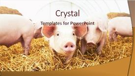  Presentation with breeding - Slide deck enhanced with herd of young piglet background and a sky blue colored foreground