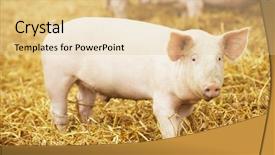  Presentation with breeding - Presentation design featuring one young piglet on hay background and a lemonade colored foreground