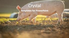  Presentation with farm - Presentation theme with pigs eating on a meadow background and a coral colored foreground