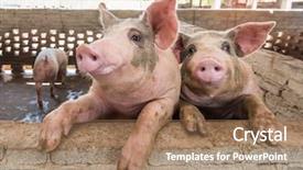  Presentation with pig - Presentation theme having pigs on the farm background and a coral colored foreground