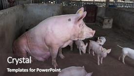  Presentation with pigs - PPT layouts featuring cascino - pigs on the farm background and a dark gray colored foreground