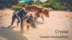  Presentation with swimming - PPT layouts enhanced with wild swimming piglets on big majors cay in the bahamas background and a lemonade colored foreground